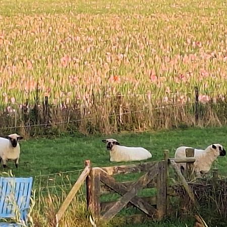 B & B 'Droom In De Polder De Suite Met Prive Sauna Arnemuiden Zewnętrze zdjęcie